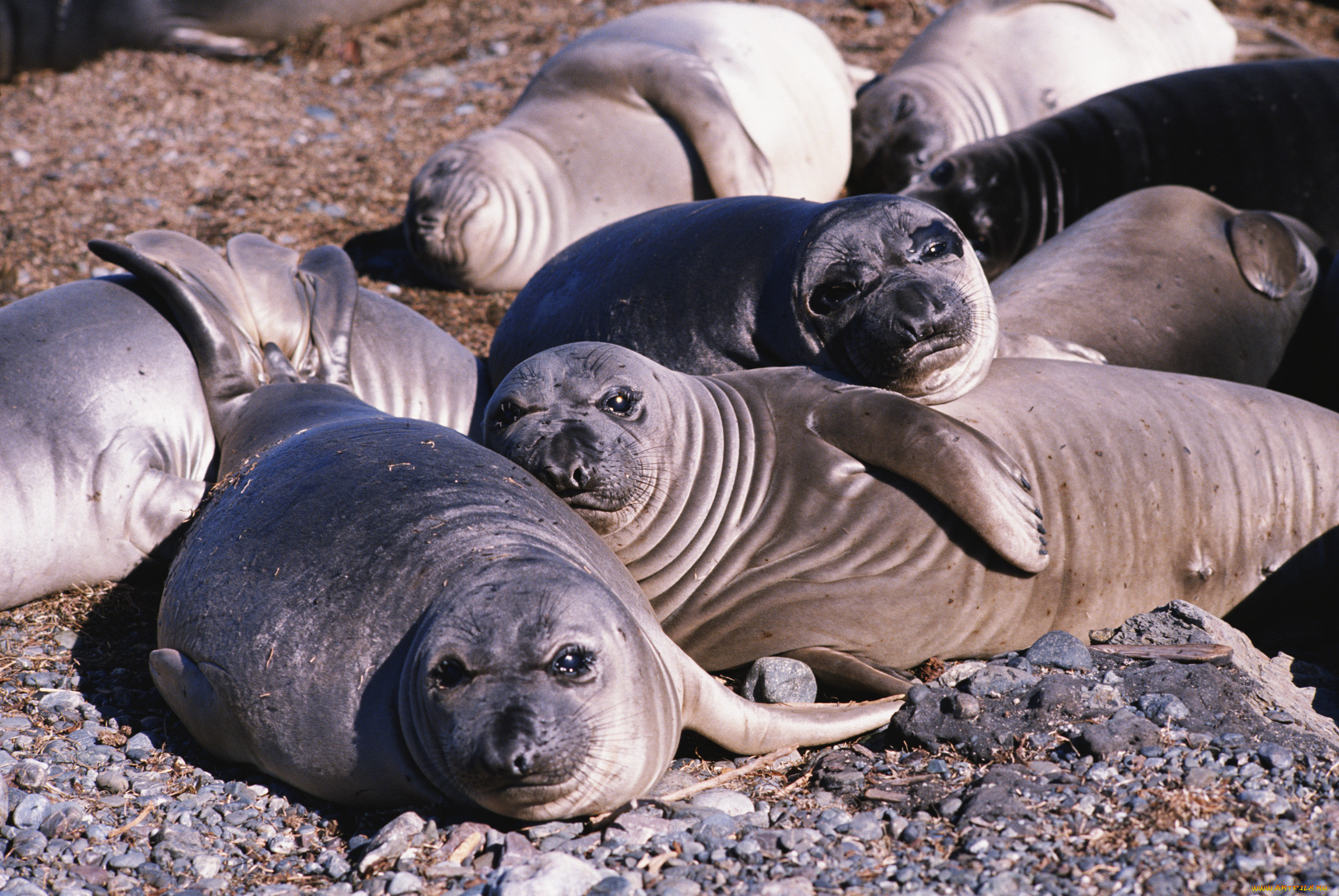 фото морских котиков тюленей